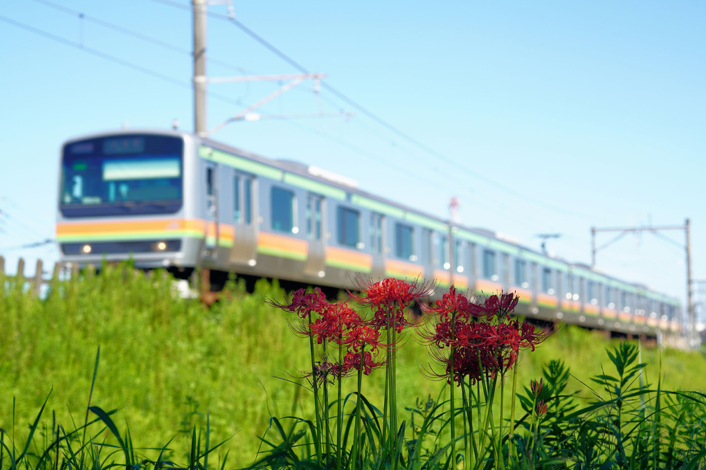 季節の花と電車