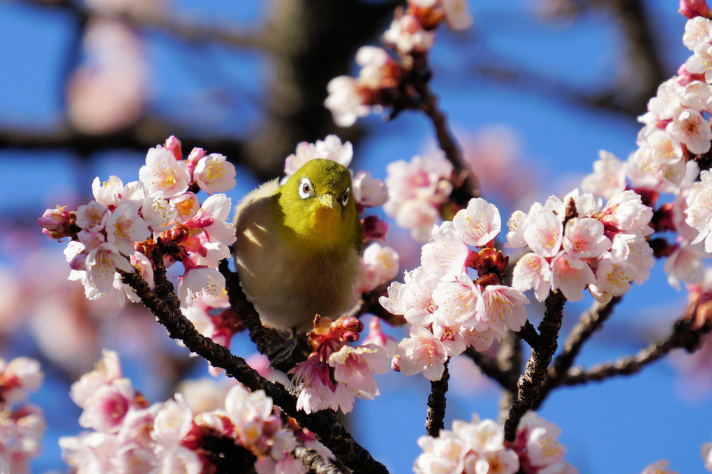 日本で一番早咲きの桜