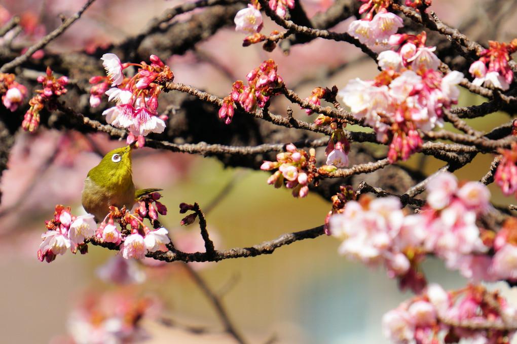 日本で一番早咲きの桜