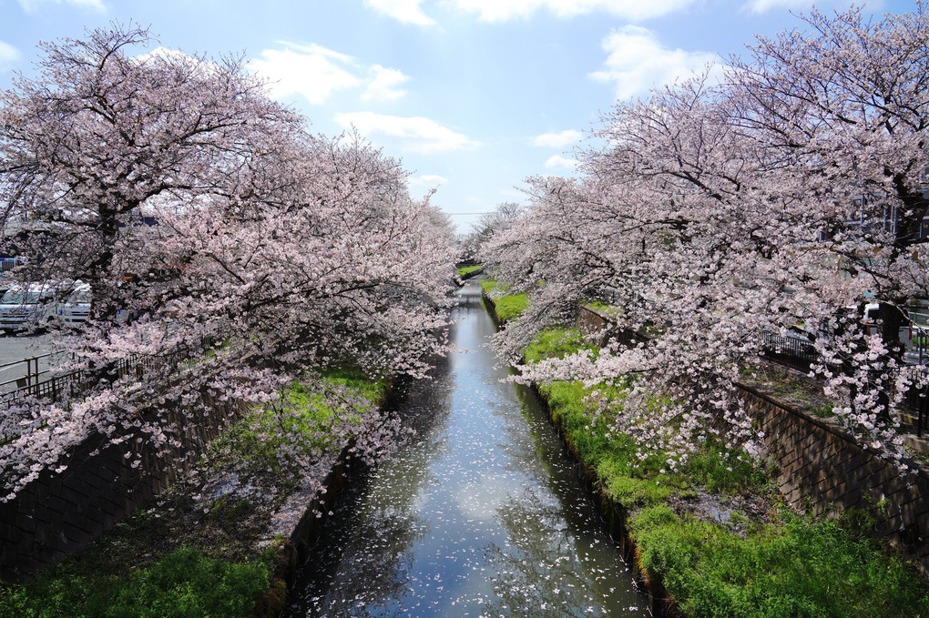小さな川の桜