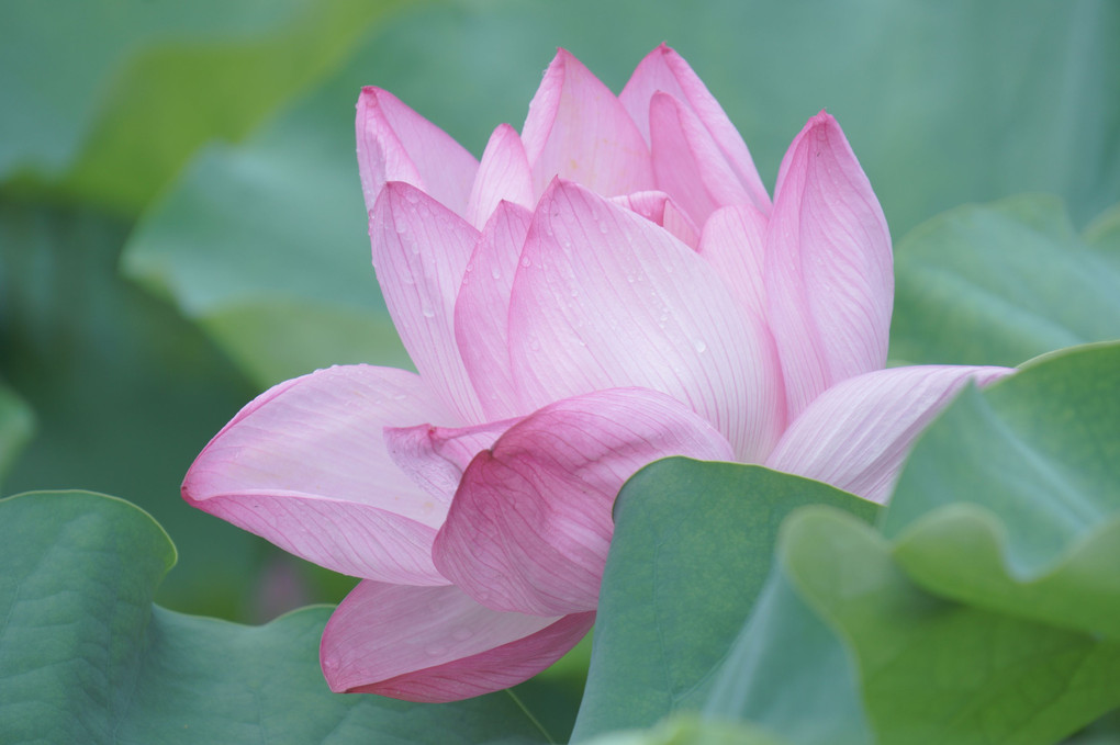 Lotus flower 2023