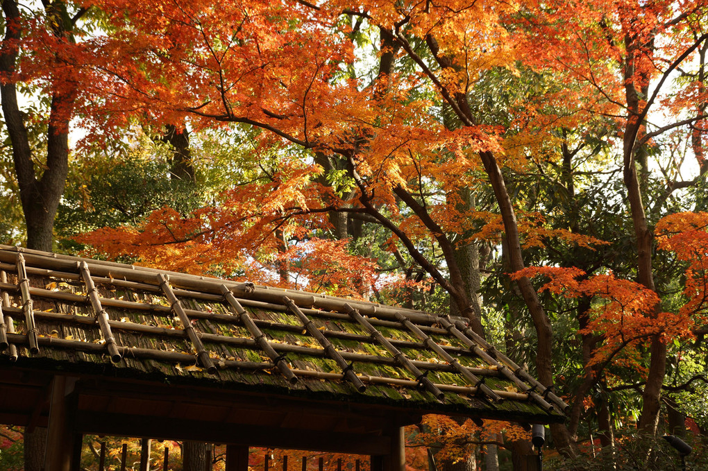 太田黒公園