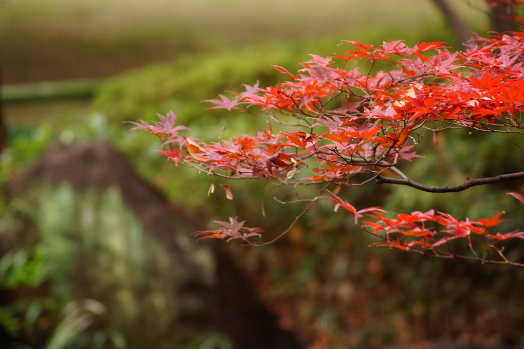 荻窪太田黒庭園