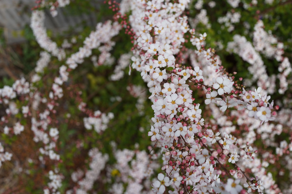 庭の花