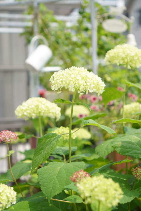 紫陽花