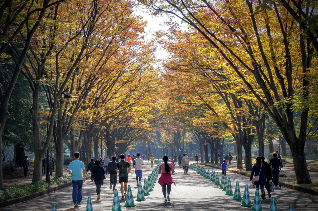 黄葉の駒澤オリンピック公園