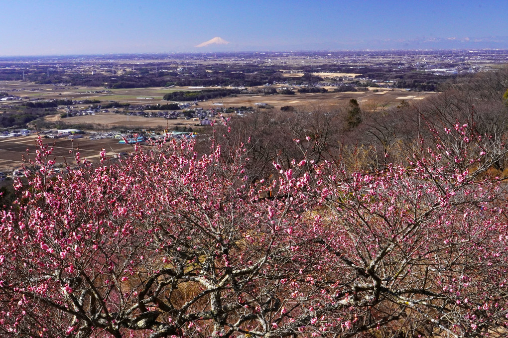筑波山梅園からの眺望