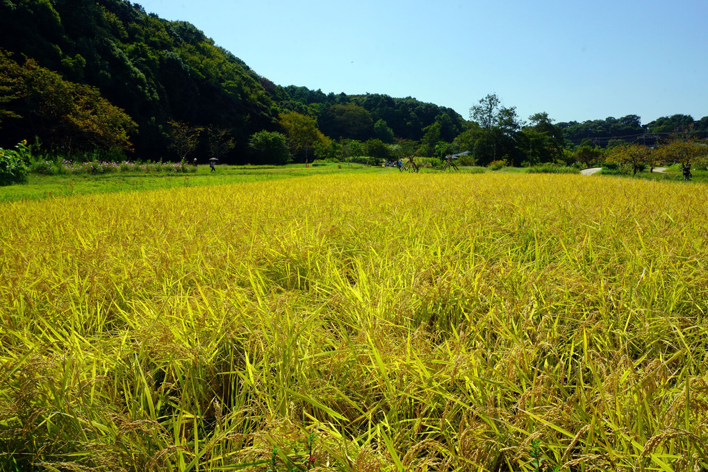 公園 10月最初の日曜日