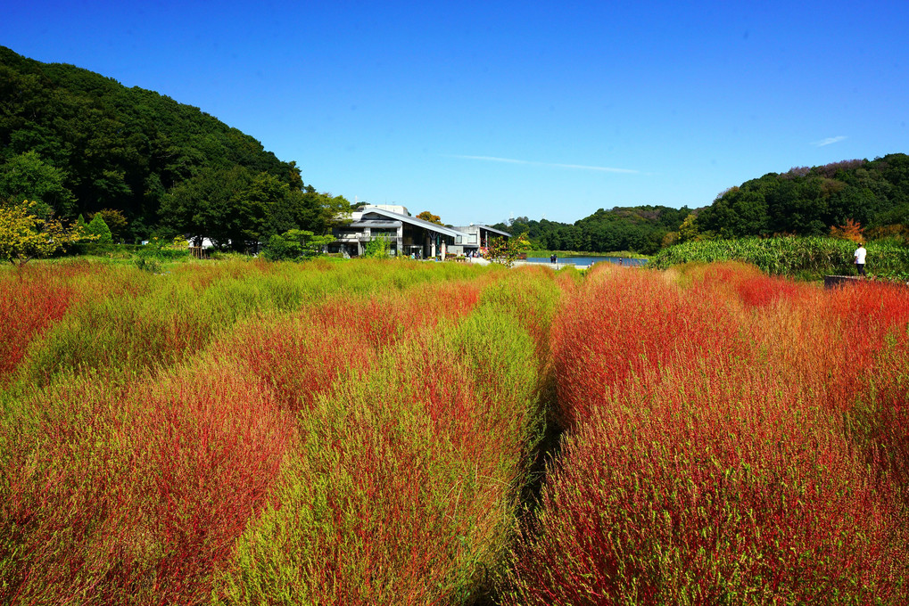 公園 10月最初の日曜日