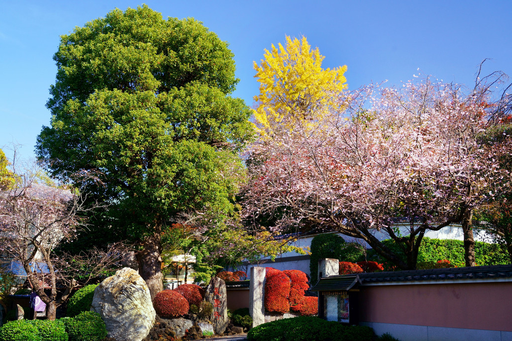 10月桜と銀杏