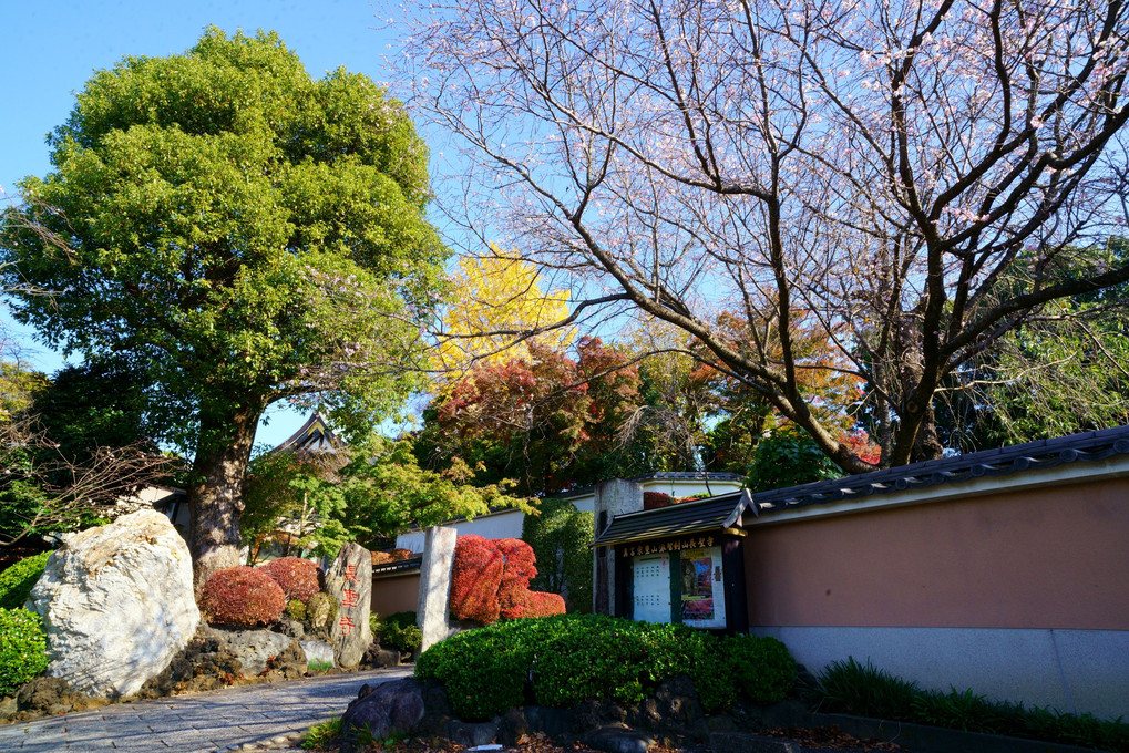 10月桜と銀杏