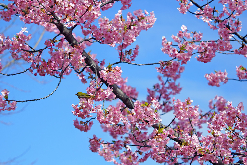 戸定邸の河津桜