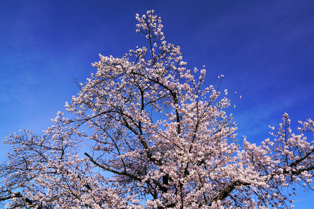 高速道路に桜前線