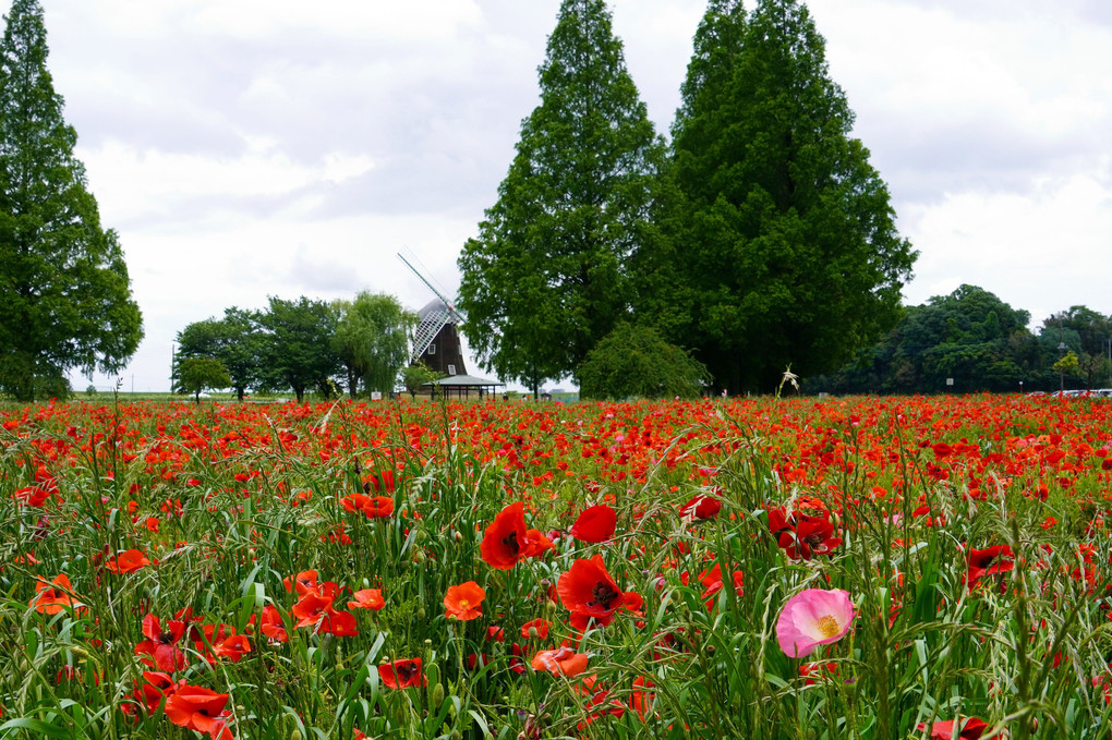 ポピー咲く公園