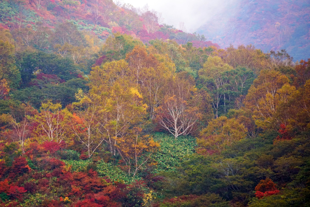 雲の流れる紅葉