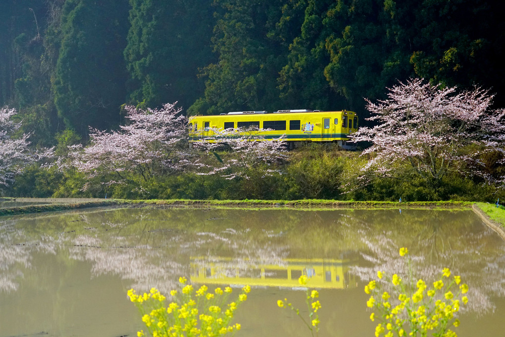 桜と菜の花といすみ鉄道
