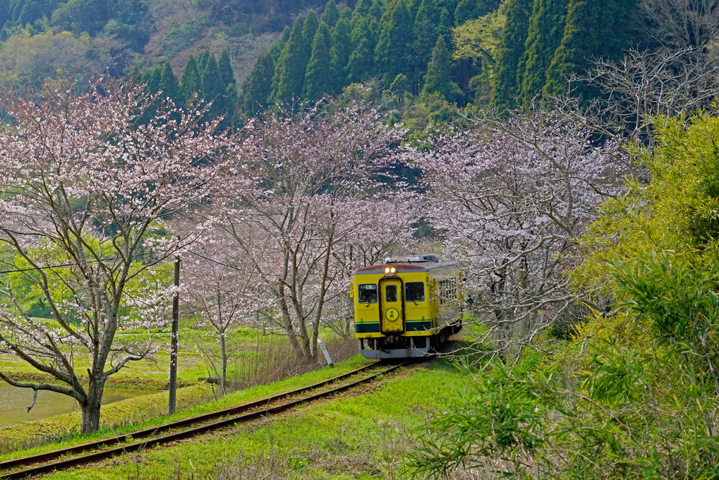 桜と菜の花といすみ鉄道