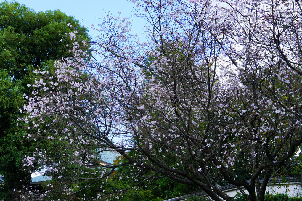 秋なのに桜です（長聖寺 四季桜）