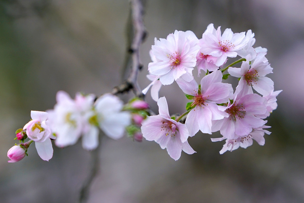 秋なのに桜です（長聖寺 四季桜）