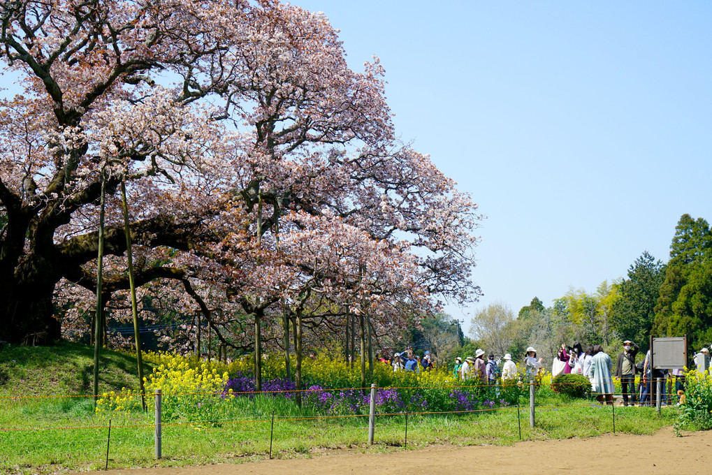 吉高の大桜