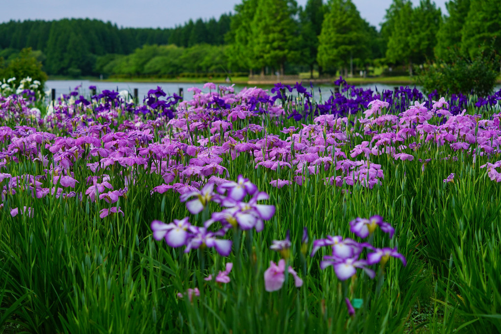 ６月 水元公園