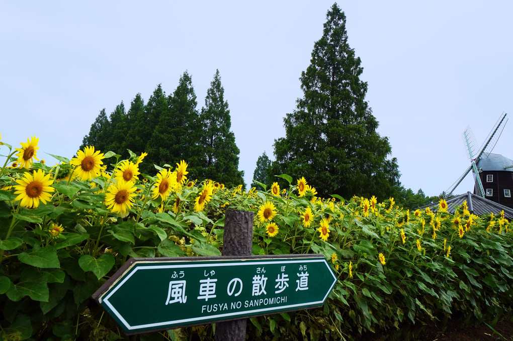 あけぼの山農業公園の向日葵