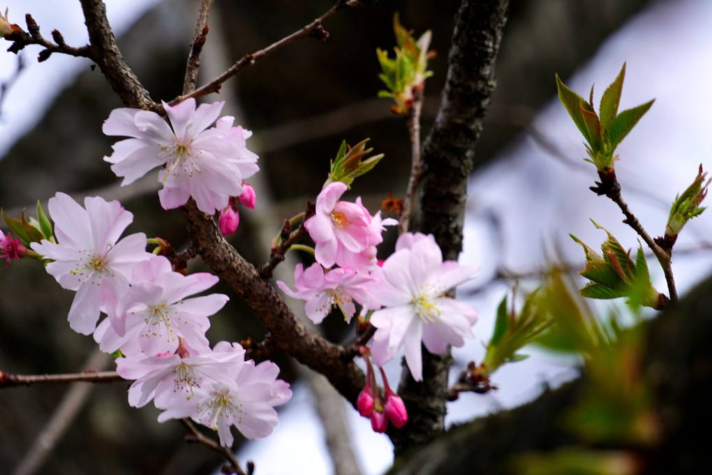 桜 咲きました(^^♪)