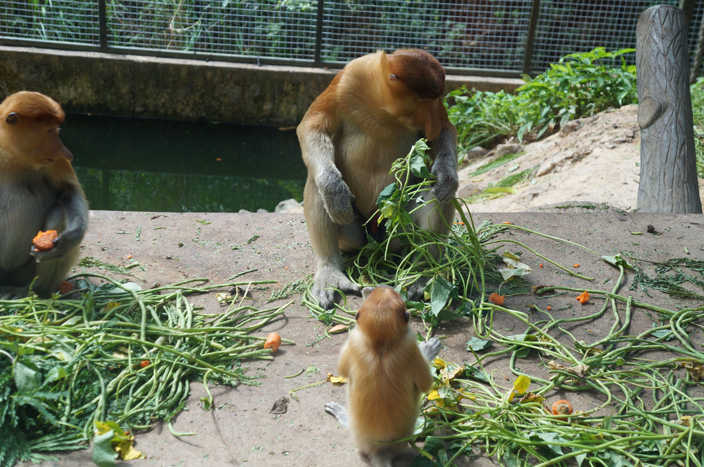 マレーシア動物園