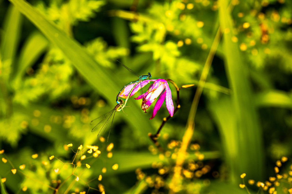 紫蘭と蜻蛉