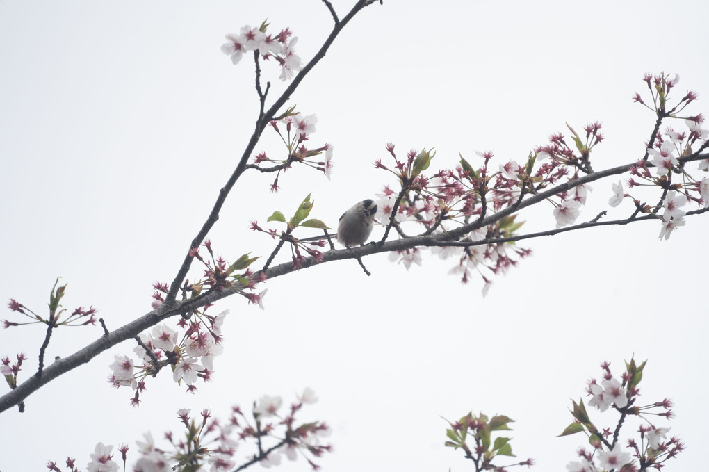 花と小鳥たち