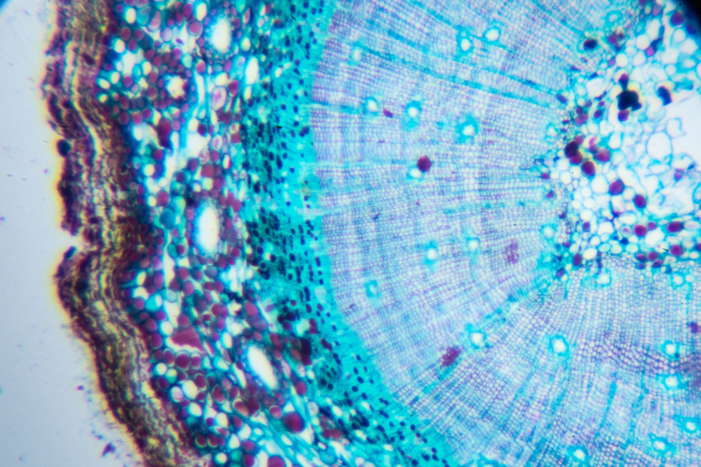 顕微鏡写真に挑戦  植物の茎