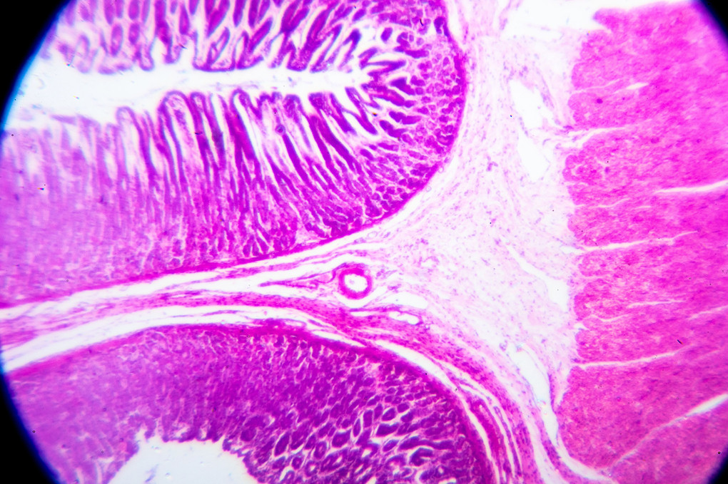 顕微鏡写真に挑戦  胃壁