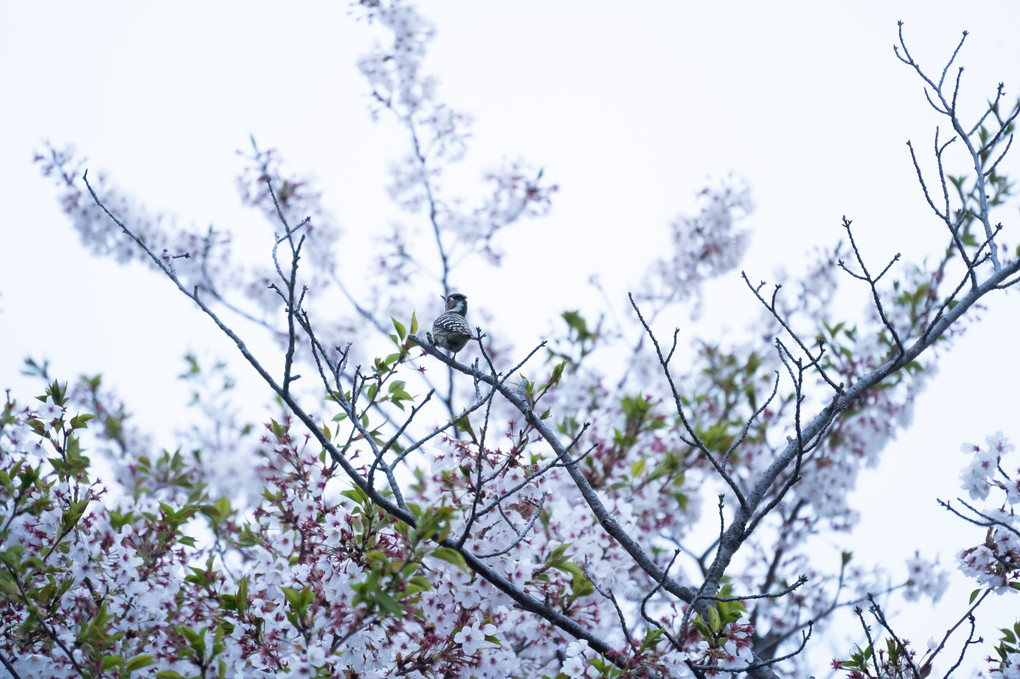 桜と啄木鳥
