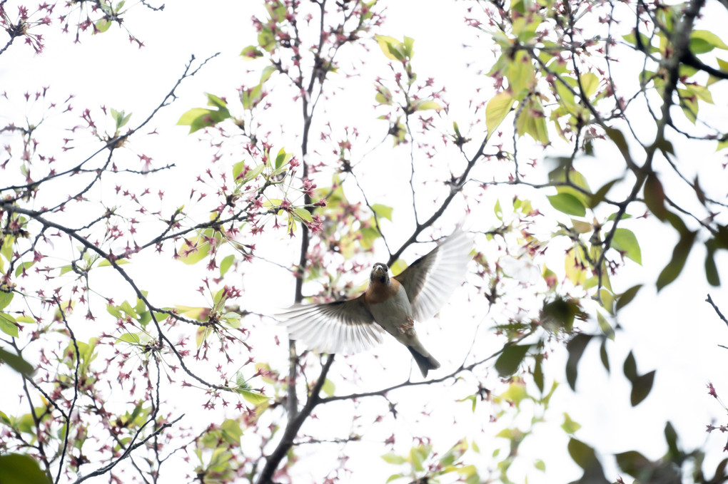 葉桜と花鶏