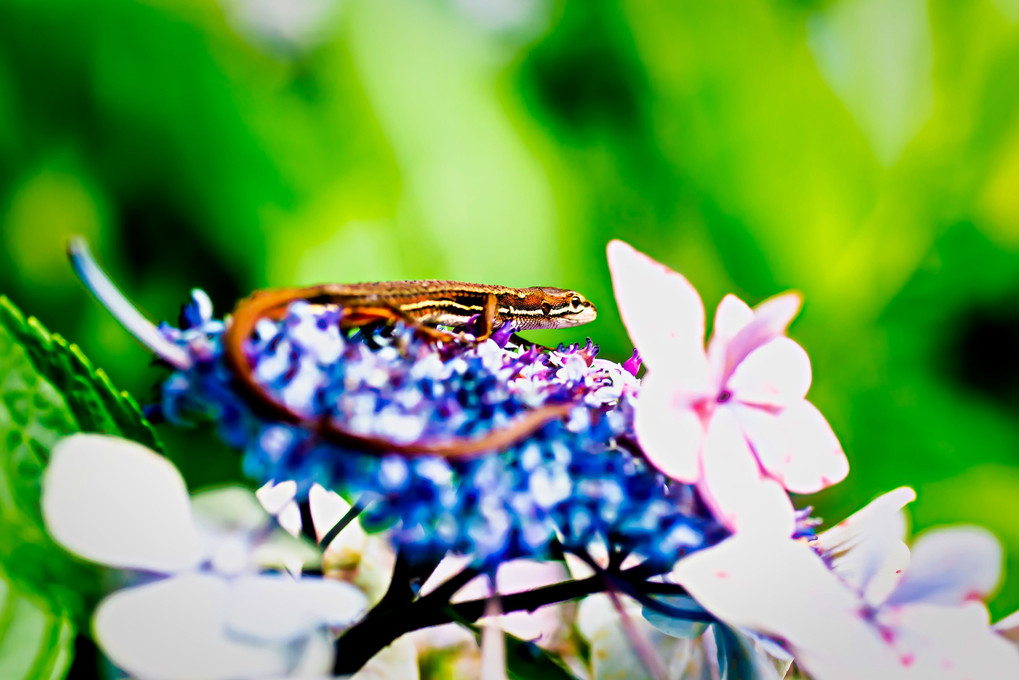 紫陽花と蜥蜴