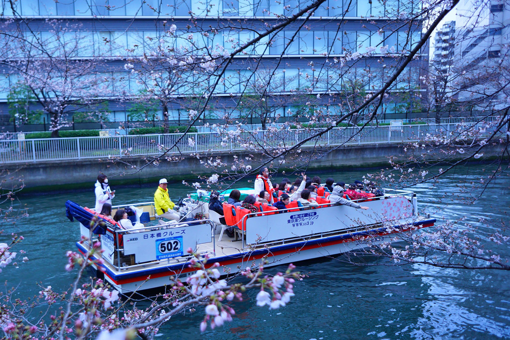 Gasha! お江戸深川さくらまつり & 隅田川の屋形船