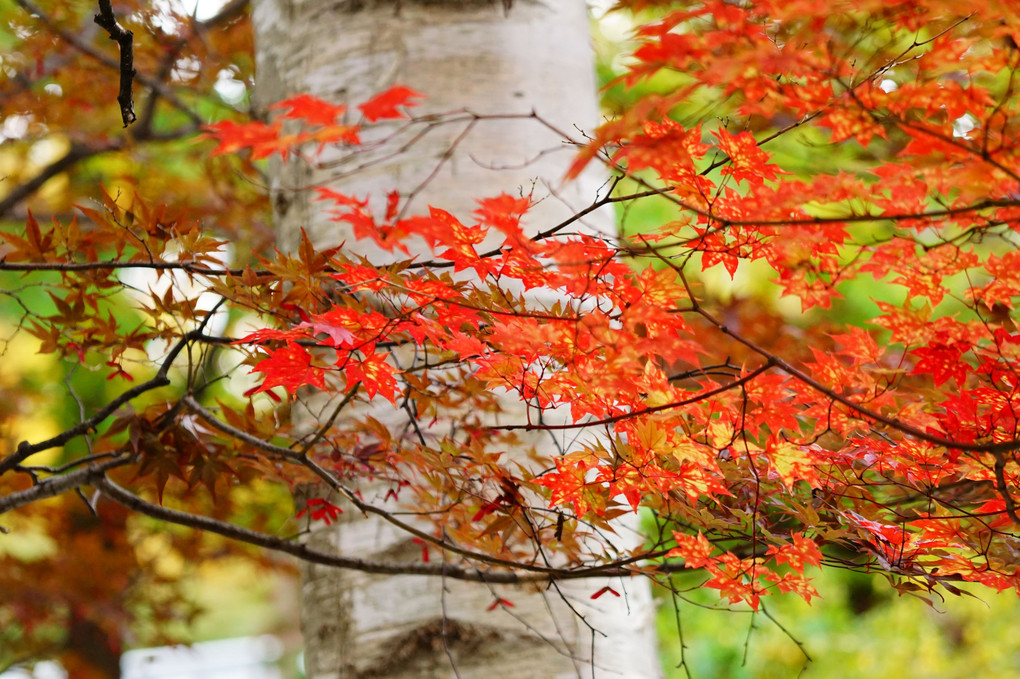 ～豊平公園の紅葉を印象的に撮る～ に参加させて頂きました