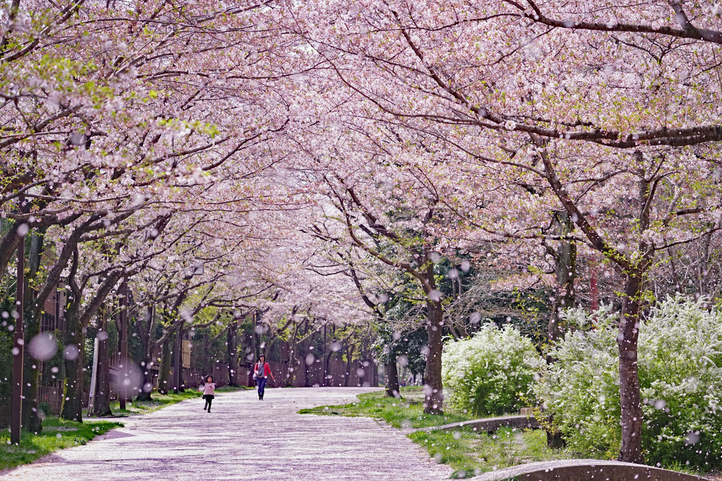 桜吹雪の散歩道～