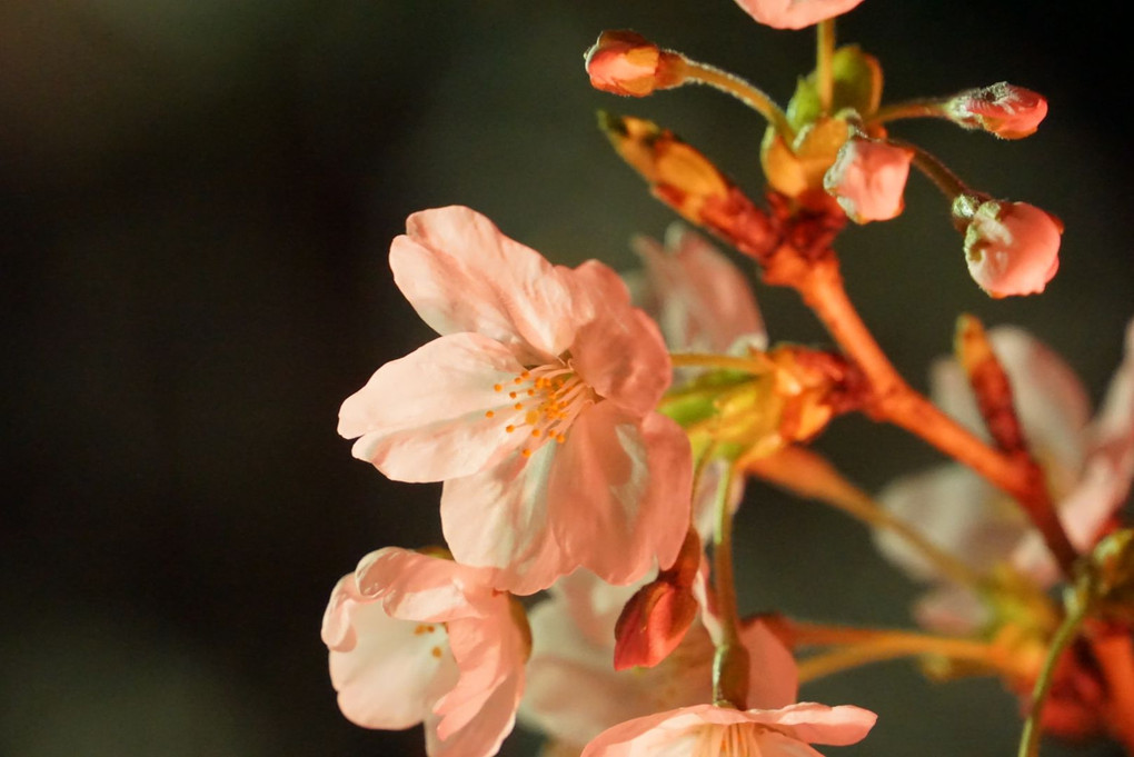 夜桜初撮影