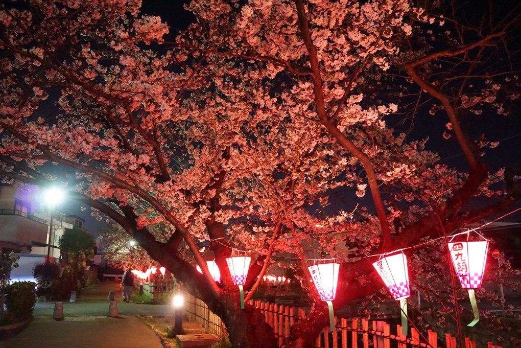 夜桜初撮影
