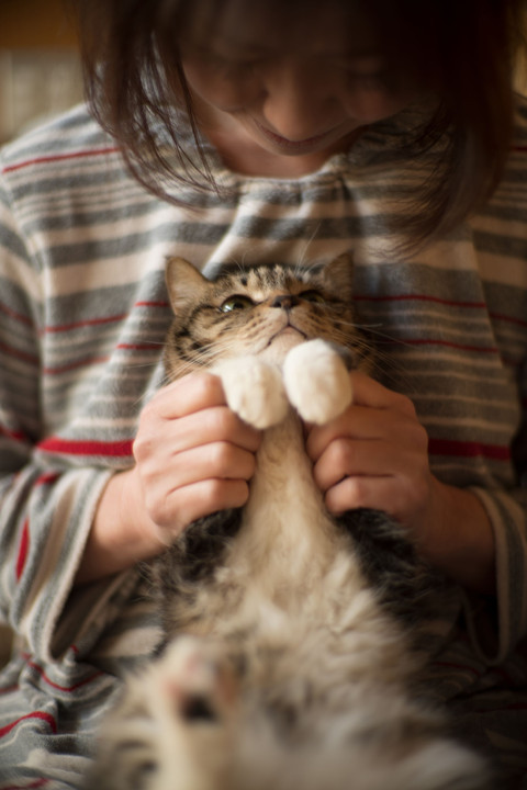 飼い猫