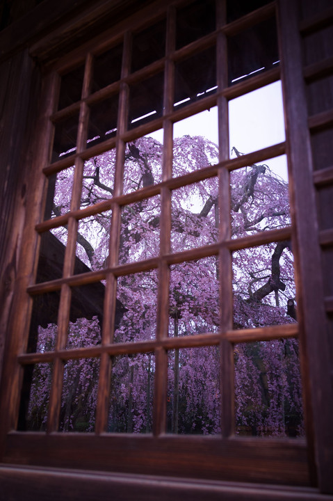 枝垂れ桜のガラス窓