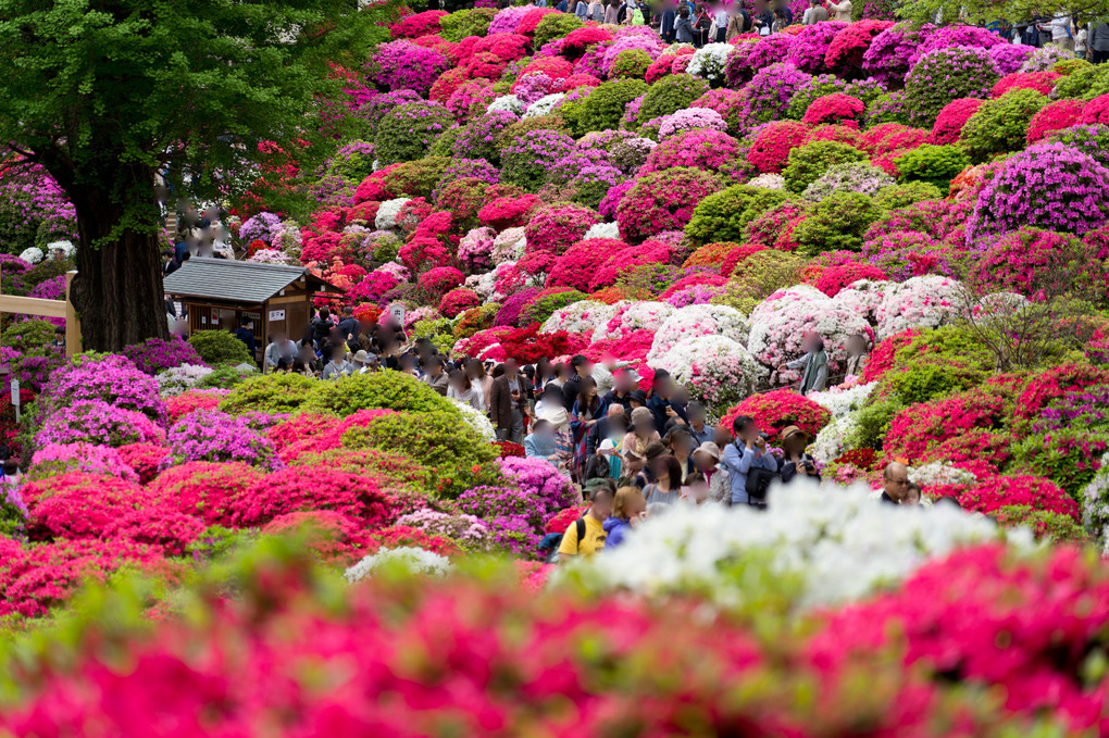 根津神社のつつじ