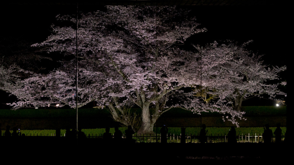夜桜屏風