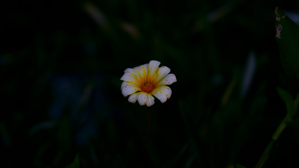 日陰に咲く花