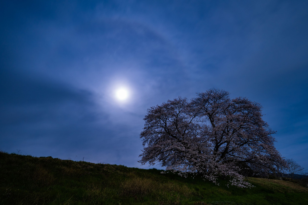 桜と月ハロ