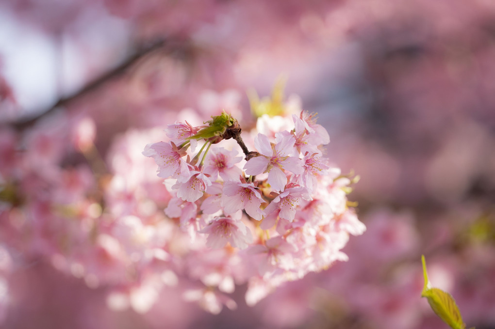 Sakura color