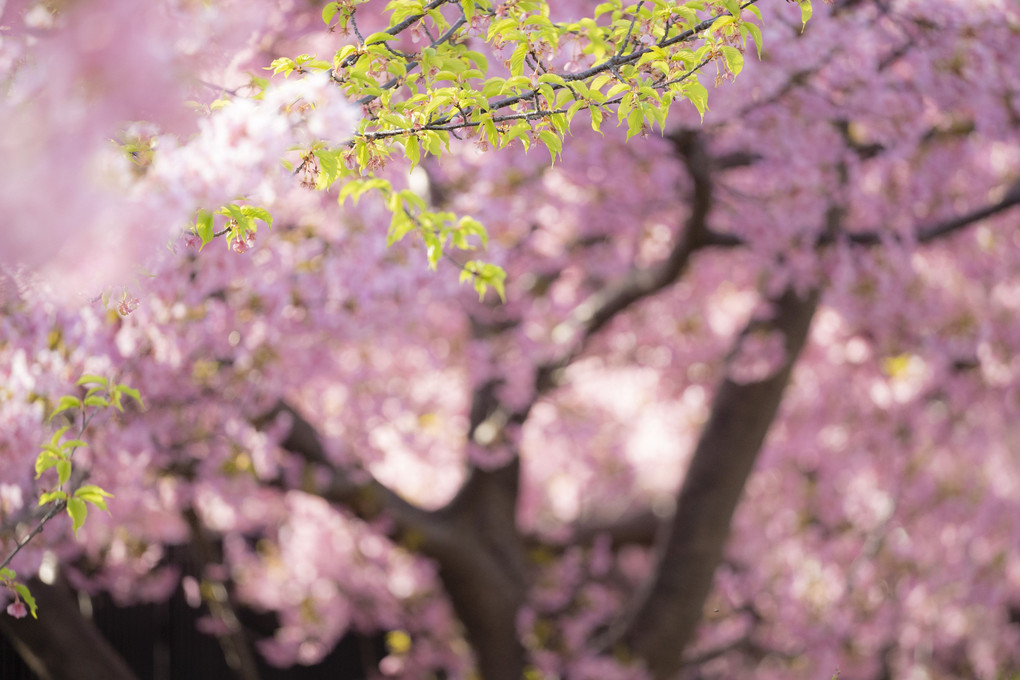 Sakura color