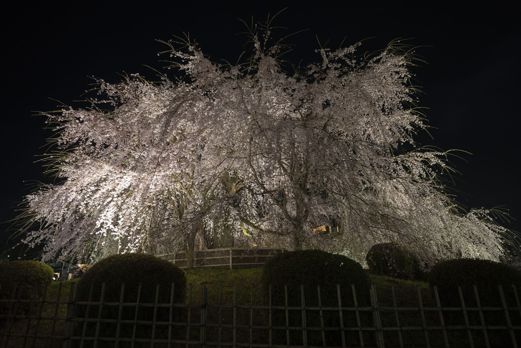 Cherry blossoms at night
