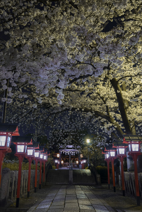 cherry blossom viewing